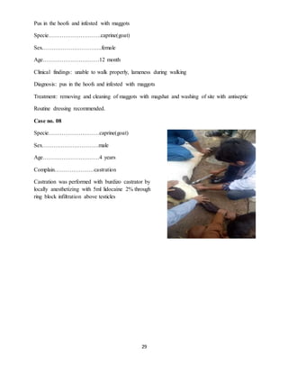 29
Pus in the hoofs and infested with maggots
Specie……………………….caprine(goat)
Sex…………………………..female
Age…………………………12 month
Clinical findings: unable to walk properly, lameness during walking
Diagnosis: pus in the hoofs and infested with maggots
Treatment: removing and cleaning of maggots with magshat and washing of site with antiseptic
Routine dressing recommended.
Case no. 08
Specie………………………caprine(goat)
Sex…………………………male
Age…………………………4 years
Complain…………………castration
Castration was performed with burdizo castrator by
locally anesthetizing with 5ml lidocaine 2% through
ring block infiltration above testicles
 