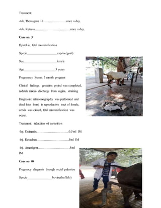 31
Treatment:
-tab. Therasgran H…………………..once a day.
-tab. Ketress…………………………….once a day.
Case no. 3
Dystokia, fetal mummification
Specie___________________caprine(goat)
Sex_____________________female
Age____________________3 years
Pregnanacy Status: 5 month pregnant
Clinical findings: gestation period was completed,
reddish mucus discharge from vagina, straining
Diagnosis: ultrasonography was performed and
dead fetus found in reproductive tract of female,
cervix was closed, fetal mummification was
occur.
Treatment: induction of parturition
-Inj. Dalmazin………………………….0.5ml IM
-inj. Decadran………………………….5ml IM
-inj. Amoxigent…………………………5ml
IM
Case no. 04
Pregnancy diagnosis through rectal palpation
Specie________________bovine(buffalo)
 