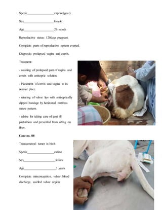 33
Specie_________________caprine(goat)
Sex___________________female
Age___________________26 month
Reproductive status: 120days pregnant.
Complain: parts of reproductive system everted.
Diagnosis: prolapsed vagina and cervix.
Treatment:
- washing of prolapsed part of vagina and
cervix with antiseptic solution.
- Placement of cervix and vagina to its
normal place.
- suturing of vulvar lips with antiseptically
dipped bandage by horizontal mattress
suture pattern.
- advise for taking care of goat till
parturition and prevented from sitting on
floor.
Case no. 08
Transvenereal tumor in bitch
Specie_________________canine
Sex____________________female
Age____________________3 years
Complain: misconception, vulvar blood
discharge, swelled vulvar region.
 