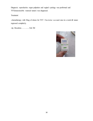34
Diagnosis: reproductive organ palpation and vaginal cytology was performed and
TVT(transmissible venereal tumor) was diagnosed.
Treatment:
-chemotherapy with Drug of choice for TVT Vincristine was used once in a week till tumor
regressed completely.
-inj. Decadran…………..5ml IM
 