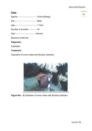 Internship Report

Case:
                                                                                    21
Specie - - - - - - - - - - - - - - - - Ovine (Sheep)

Sex - - - - - - - - - - - - - - - - - - Male

Age - - - - - - - - - - - - - - - - - - 1 Year

Number of animals - - - - - - - 10

Gait - - - - - - - - - - - - - - - - - Normal

Behavior is Normal.

Diagnosis:

Castration

Treatment:

Castration of ovine males with Burdizo Castrator




Figure No: - 2 Castration of ovine males with Burdizo Castrator




                                                                    Page 21 of 55
 