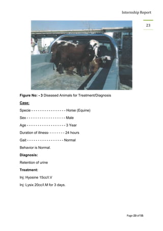 Internship Report


                                                                            23




Figure No: - 3 Diseased Animals for Treatment/Diagnosis

Case:

Specie - - - - - - - - - - - - - - - - Horse (Equine)

Sex - - - - - - - - - - - - - - - - - - Male

Age - - - - - - - - - - - - - - - - - - 3 Year

Duration of illness- - - - - - - - 24 hours

Gait - - - - - - - - - - - - - - - - - Normal

Behavior is Normal.

Diagnosis:

Retention of urine

Treatment:

Inj: Hyosine 15cc/I.V

Inj: Lysix 20cc/I.M for 3 days.




                                                            Page 23 of 55
 