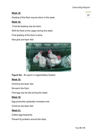 Internship Report

Week 10:
                                                                   30
Grading of the flock may be done in this weak

Week 16:

Final de-beaking may be done.

Shift the flock to the cages during this week.

Final grading of the flock is done.

Also give pre-layer diet.




Figure No: - 6 Layers in cages/battery System

Week 18:

Continue pre-layer diet.

De-worm the flock.

First egg may be laid during this week.

Week 19:

Egg production gradually increases now.

Continue pre-layer diet.

Week 21:

Collect egg frequently.

Prevent fly problem around the shed.



                                                   Page 30 of 55
 
