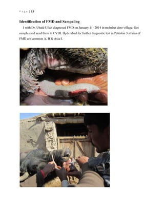 P a g e | 15

Identification of FMD and Sampaling
I with Dr. Ubaid Ullah diagnosed FMD on January 11- 2014 in mohabat dero village. Got
samples and send them to CVDL Hyderabad for further diagnostic test in Pakistan 3 strains of
FMD are common A, B & Asia-I.

 