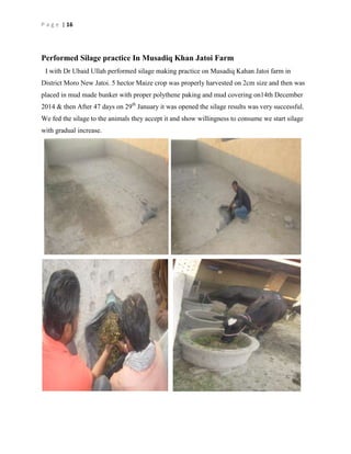 P a g e | 16

Performed Silage practice In Musadiq Khan Jatoi Farm
I with Dr Ubaid Ullah performed silage making practice on Musadiq Kahan Jatoi farm in
District Moro New Jatoi. 5 hector Maize crop was properly harvested on 2cm size and then was
placed in mud made bunker with proper polythene paking and mud covering on14th December
2014 & then After 47 days on 29th January it was opened the silage results was very successful.
We fed the silage to the animals they accept it and show willingness to consume we start silage
with gradual increase.

 