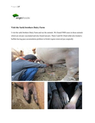 P a g e | 17

Visit the Sarki brothers Dairy Farm
I visit the sarki brothers Dairy Farm and see the animals. We found FMD cases in those animals
which are not pre vaccinated and also found teat pox. There I and Dr.Ubaid ullah also treated a
buffalo having puss accumulation problem in briskit region removed pus surgically

 