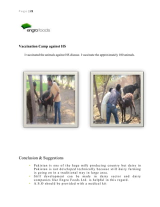 P a g e | 21

Vaccination Camp against HS
I vaccinated the animals against HS disease. I vaccinate the approximately 100 animals.

Conclusion & Suggestions
•
•
•

Pakistan is one of the huge milk producing country but dairy in
Pakistan is not developed technically because still dairy farming
i s g o i n g o n i n a t r a d i t i o n a l w a y i n l a rg e a r e a .
Still development can be made in dairy sector and dairy
companies like Engro Foods Ltd. is helpful in this regard.
A.S.O should be provided with a medical kit

 