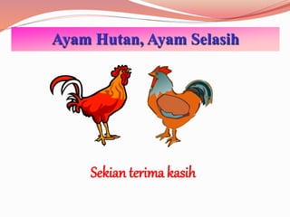 Ayam Hutan, Ayam Selasih
Sekian terima kasih
 