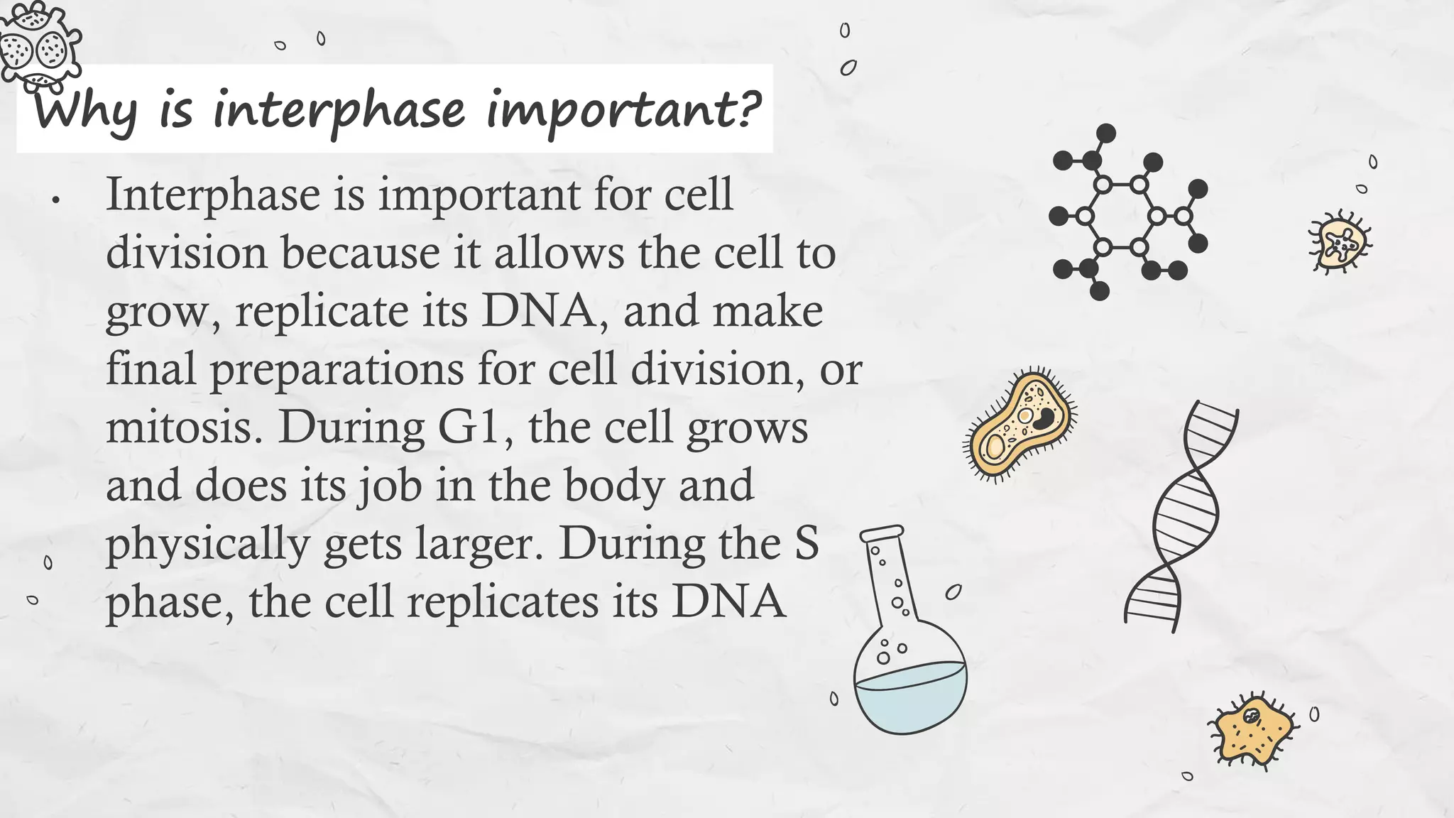• Interphase is important for cell
division because it allows the cell to
grow, replicate its DNA, and make
final preparations for cell division, or
mitosis. During G1, the cell grows
and does its job in the body and
physically gets larger. During the S
phase, the cell replicates its DNA
Why is interphase important?
 