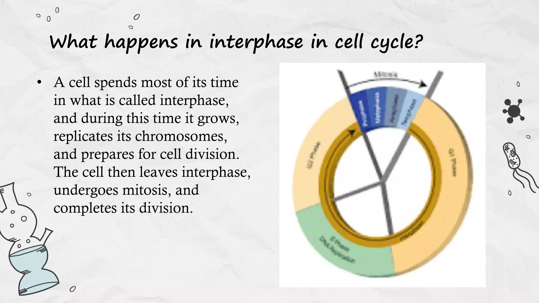 • A cell spends most of its time
in what is called interphase,
and during this time it grows,
replicates its chromosomes,
and prepares for cell division.
The cell then leaves interphase,
undergoes mitosis, and
completes its division.
What happens in interphase in cell cycle?
 