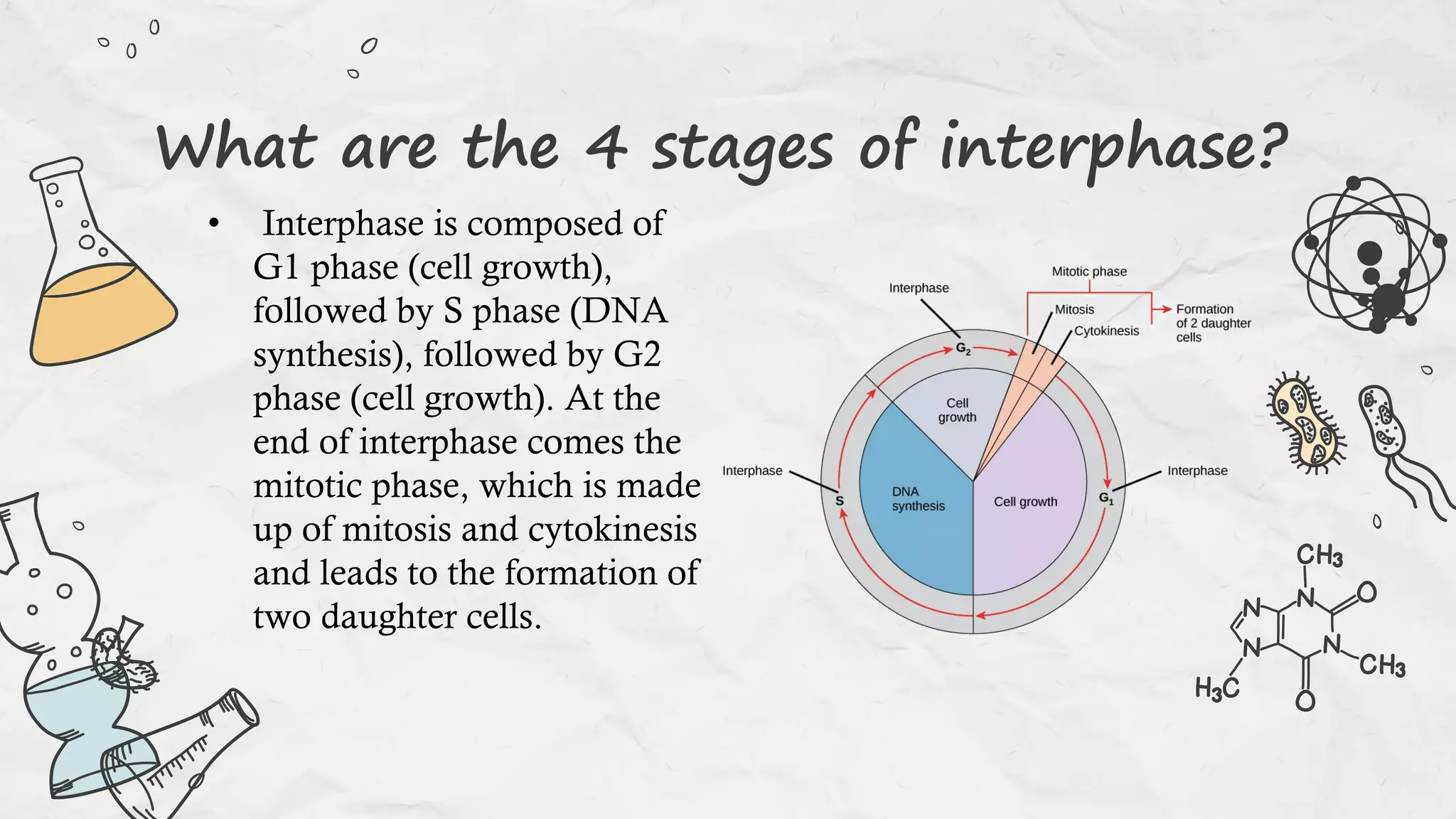What are the 4 stages of interphase?
• Interphase is composed of
G1 phase (cell growth),
followed by S phase (DNA
synthesis), followed by G2
phase (cell growth). At the
end of interphase comes the
mitotic phase, which is made
up of mitosis and cytokinesis
and leads to the formation of
two daughter cells.
 