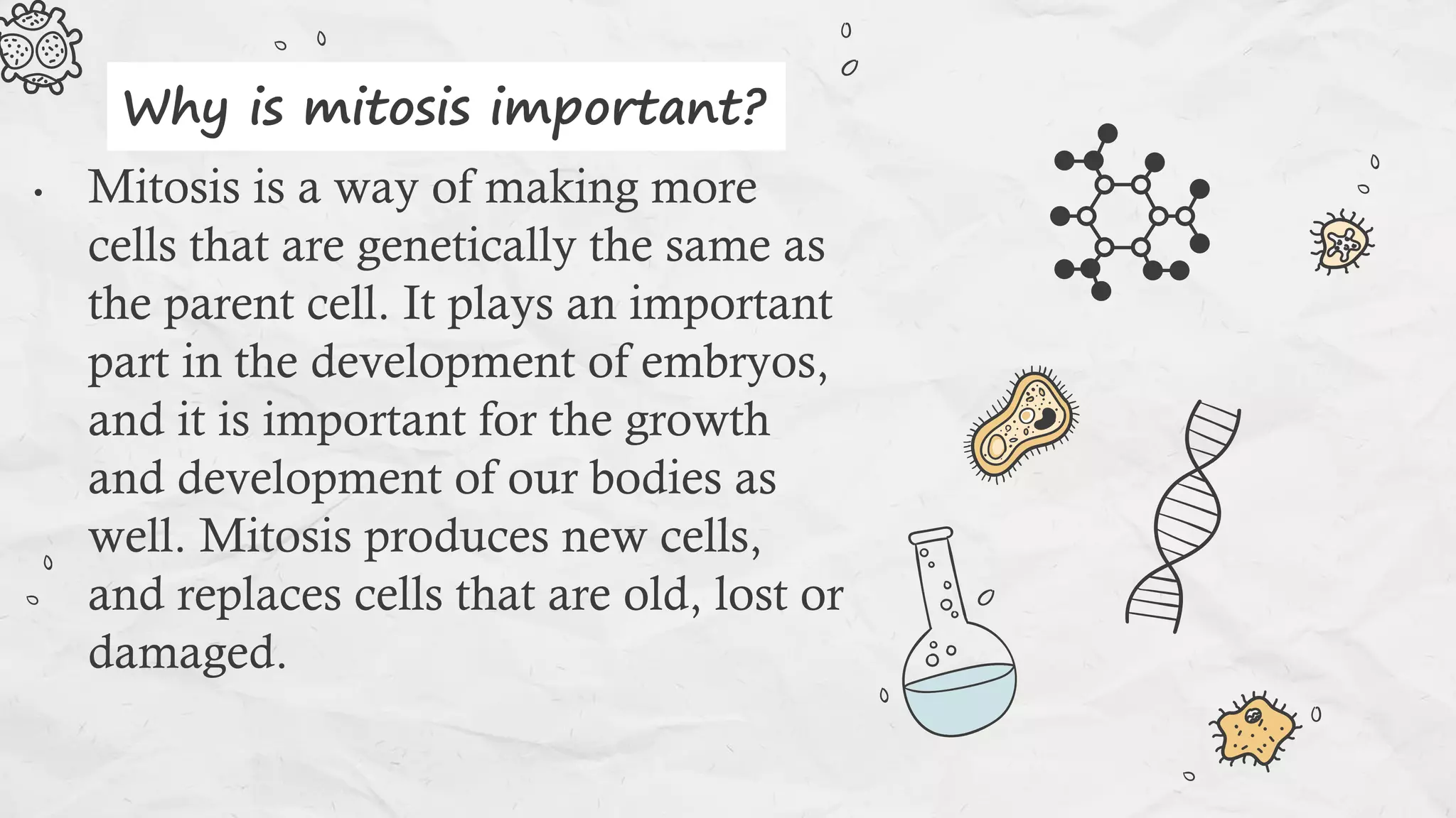 • Mitosis is a way of making more
cells that are genetically the same as
the parent cell. It plays an important
part in the development of embryos,
and it is important for the growth
and development of our bodies as
well. Mitosis produces new cells,
and replaces cells that are old, lost or
damaged.
Why is mitosis important?
 