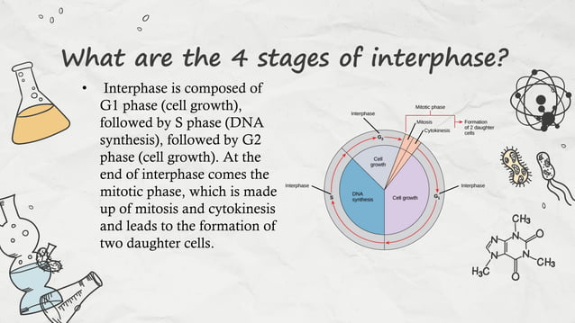 Interphase of a cell cycle and mitosis.pdf