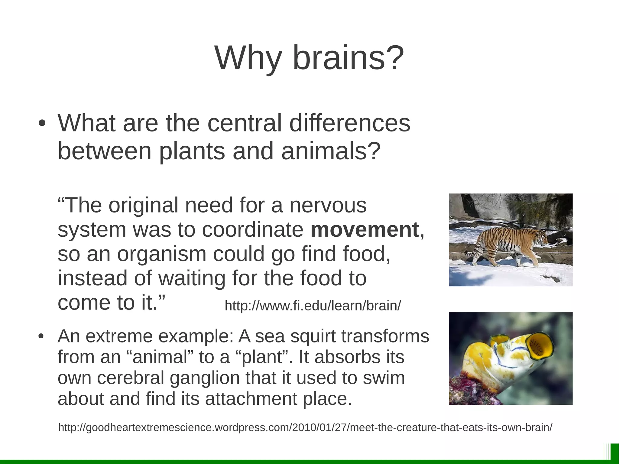 Why brains?
● What are the central differences
between plants and animals?
“The original need for a nervous
system was to coordinate movement,
so an organism could go find food,
instead of waiting for the food to
come to it.”
● An extreme example: A sea squirt transforms
from an “animal” to a “plant”. It absorbs its
own cerebral ganglion that it used to swim
about and find its attachment place.
http://goodheartextremescience.wordpress.com/2010/01/27/meet-the-creature-that-eats-its-own-brain/
http://www.fi.edu/learn/brain/
 