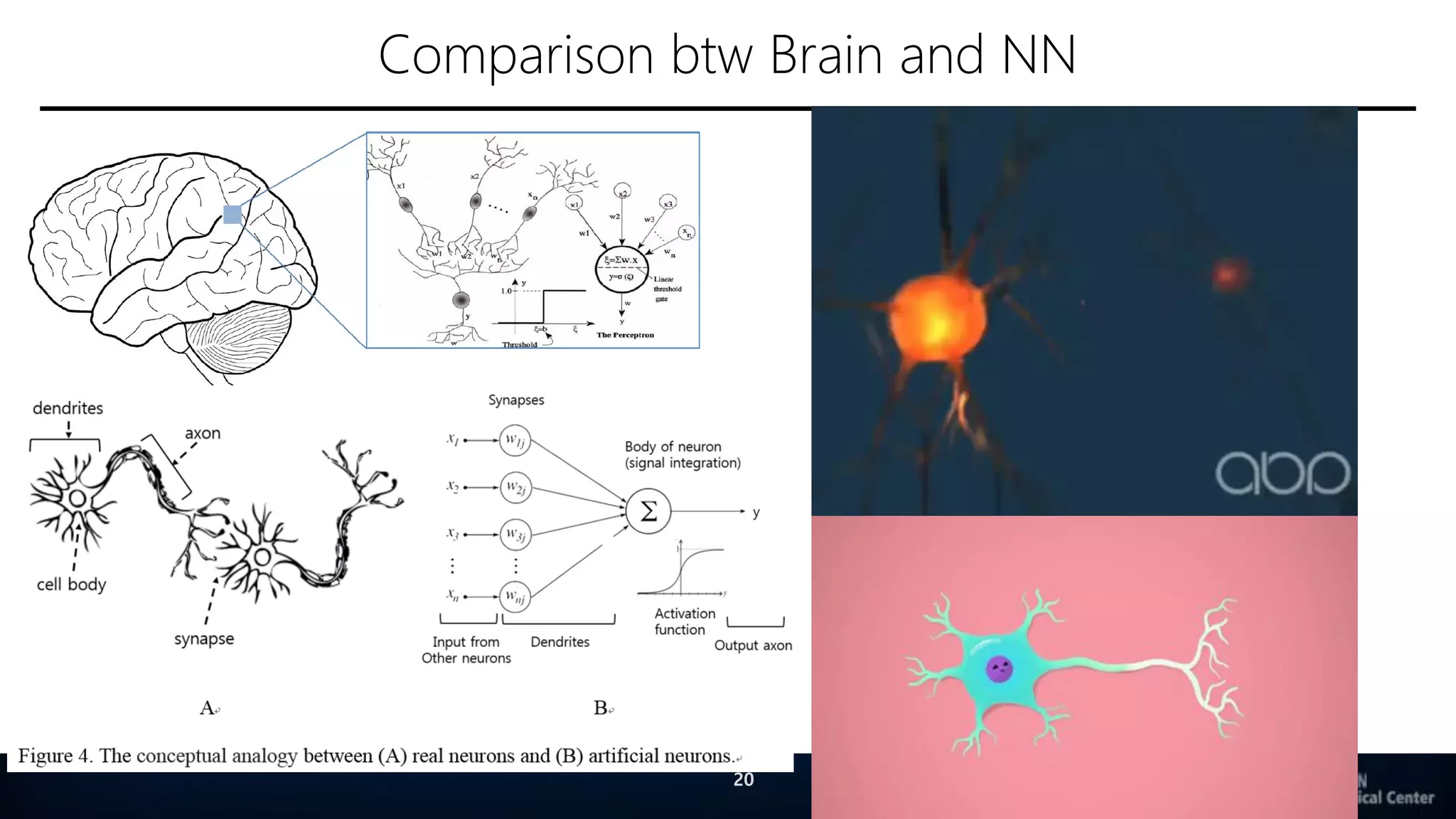 Comparison btw Brain and NN
20
 