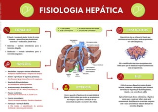 Veia hepática
direita Veia hepática média
Veia hepática esquerda
Ducto hepático
Veia cava inferior
Artéria hepática
Veia porta
Ducto
cístico
Ducto
colédoco
Vesícula
biliar
Fissura Umbilical
I = Lobo Caudado
II e III = Lobo Esquerdo
IV = Porção lateral do setor medial
V, VI, VII e VIII = Lobo Direito
O fígado é o segundo maior órgão do corpo
humano, e possui funções glandulares
exócrinas e endócrinas, sendo elas:
Exócrina = enviam substâncias para o
intestino delgado.
Endócrina = enviam hormônios para a
corrente sanguínea.
Metaboliza, conjuga e excreta substâncias;
Realiza a produção de algumas proteínas;
Regulação do metabolismo;
Armazenamento de substâncias;
Função endócrina;
Função imunológica;
Formação e secreção da bile.
Endógenas (ex: bilirrubina) e exógenas (ex: drogas)
Ex: albumina, lipoproteínas, fatores de coagulação.
Ex: carboidratos, lipídios, proteínas.
Ex: vitamina A, D, E, K, ferro, ácido fólico, etc.
Ex: ativação da vitamina D, T4, T3, IGF-1, etc.
Filtra a circulação sistêmica - bactéria e hemácias.
A bile realiza a emulsificação da gordura,
facilitando a absorção pelo intestino.
Hepatócitos são as células do fígado que
realizam as suas funções e estão organizados
nos lobos hepáticos.
Há a ramificação dos vasos sanguíneos nos
lobos para que os mesmos troquem substâncias
com os hepatócitos.
A bile é um suco digestivo repleto de sais
biliares, colesterol e bilirrubina- está última é
derivada da degradação da hemoglobina,
dando a cor esverdeada a bile.
Após a fabricação dessa substância, o fígado a
envia para a vesícula biliar, onde será
armazenada. Sua liberação ocorre em conjunto
com o suco pancreático, indo em direção ao
intestino delgado.
Ocorre quando o fígado perde a capacidade de
liberar a bilirrubina que acaba se acumulando
no sangue, o que leva a condição de cor
amarelada na pele e na esclera dos olhos.
Licenciado
para
-
Marcia
-
45148147687
-
Protegido
por
Eduzz.com
 