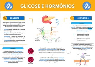 Nível de açúcar no sangue
Armazenamento da glicose;
Gasto energético da glicose.
Ações bioquímicas que são
hiperglicemiantes.
Receptor de
Insulina
Subunidade alfa
Subunidade beta
Tirosina-
quinase
Citosol
Fora da célula
Insulina
A glicose é um composto orgânico obtido através
da alimentação, sendo a principal fonte de
energia do corpo. Seu surgimento ocorre a partir
da metabolismo do colesterol no fígado.
Glicólise = quebra da glicose com o intuito de
fornecer energia.
Glicogênese = formação do glicogênio, que é a
forma de armazenamento da glicose.
Glicogenólise = quebra do glicogênio em
momentos de jejum, estimulado pelo glucagon.
Gliconeogênese = o corpo utiliza outras fontes
de substrato para obter glicose.
Sua produção ocorre nas células beta do
pâncreas, promovendo a absorção da glicose do
sangue para os tecidos, reduzindo a glicemia.
Produzido pelas células alfa do pâncreas,
promove a conversão do glicogênio em glicose
com o intuito de aumentar a glicemia.
INSULINA
Após estímulo que aumenta a presença de glicose
no sangue, a insulina se desloca para os
receptores de insulina das células, que se dividem
em subunidades alfa e beta. A subunidade beta
possui uma porção de tirosina-quinase que
realiza fosforilação.
A ativação da tirosina-quinase produz uma série de
fosforilações intracelulares em cascata, como na molécula
IRS, que promove a translocação das vesículas com GLUT-4,
que são receptores de glicose, para a membrana celular.
A fosforilação da IRS também promove o aumento da
síntese de glicogênio e proteína, além da alteração da
expressão gênica que leva ao crescimento e diferenciação
celular e ações anti-apoptóticas.
GLUCAGON
Estimulam a saída de glicose do fígado, através da
glicogenólise e gliconeogênese. Além disso,
estimulam a oxidação de ácidos graxos e a
cetogênese, com o intuito de fornecer um
nutriente alternativo.
HIPERGLICEMIA
HIPOGLICEMIA
Licenciado
para
-
Marcia
-
45148147687
-
Protegido
por
Eduzz.com
 