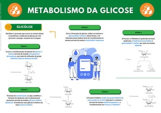 A frutose 1,6-bifosfato é quebrada em duas
moléculas, di-hidroxiacetona fosfato e
gliceraldeido 3-fosfato, por meio da enzima
aldolase.
Glicólise é o processo que ocorre no citosol celular
e transforma 1 molécula de glicose em 2 de
piruvato e energia. Consiste em 10 etapas:
ETAPA 1
Ocorre a transformação da glicose em glicose 6-
fosfato através da enzima hexoquinase e
glicoquinase, por meio da utilização do grupo
fosforila vindo da molécula de ATP.
ETAPA 2
Processo de isomerização, ou seja, modifica o
formato da molécula com os elementos já
presentes através da enzima glicose 6-fosfato
isomerase. Transforma uma glicose 6-fosfato em
uma frutose 6-fosfato.
ETAPA 3
A frutose 6-fosfato recebe um grupo fosforila de
outra molécula de ATP, indo para o carbono 1
através da enzima fosfofrutoquinase-1, a
transformando em frutose 1,6-bifosfato.
ETAPA 4
ETAPA 5
Para a formação da glicose, utiliza-se somente o
gliceraldeido 3-fosfato, dessa forma, o di-
hidroxiacetona fosfato deve ser transformado no
mesmo através da enzina tirose fosfato isomerase.
Licenciado
para
-
Marcia
-
45148147687
-
Protegido
por
Eduzz.com
 