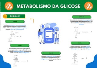 ETAPA 7
A 1,3-bifosfoglicerato é uma molécula de alta
energia que transfere um grupo fosforila através
da enzima fosfoglicerato quinase para a molécula
de ADP, formando a ATP e 3-fosfoglicerato. ETAPA 8
A enzima fosfoglicerato mutase realiza a
transformação do 3-fosfoglicerato em 2-
fosfoglicerato, mudando a posição do grupo
fosforila.
ETAPA 6
A enzima gliceraldeído 3-fosfato desidrogenase
realiza oxidação e fosforilação no gliceraldeido 3-
fosfato, utilizando o NAD+ e um fósforo inorgânico,
formando NADH+ e 1,3-bifosfoglicerato.
ETAPA 9
Há uma desidratação pela enzima enolase,
transformando a molécula 2-fosfoglicerato em
fosfoenolpiruvato e a produção de água.
ETAPA 10
Através da ação da enzima piruvato quinase, há a
transferência de um grupo fosforila para o ADP,
formando ATP e o fosfoenolpiruvato se torna
piruvato.
Licenciado
para
-
Marcia
-
45148147687
-
Protegido
por
Eduzz.com
 