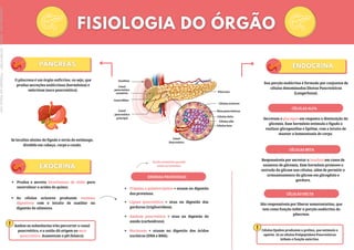 Duodeno
Canal
pancreático
acessório
Canal Biliar
Canal
pancreático
principal
Células acinares
Ilhas pancreáticas
Células delta
Células alfa
Células beta
Pâncreas
Canal
Pancreático
Ambas as substâncias irão percorrer o canal
pancreático, e a união dá origem ao suco
pancreático. Aumentam o pH (básico).
O pâncreas é um órgão anfícrino, ou seja, que
produz secreções endócrinas (hormônios) e
exócrinas (suco pancreático).
Se localiza abaixo do fígado e atrás do estômago,
dividido em cabeça, corpo e cauda.
Produz e secreta bicarbonato de sódio para
neutralizar a acidez do quimo;
As células acinares produzem enzimas
digestivas com o intuito de auxiliar na
digestão do alimento.
Tripsina e quimiotripsina = atuam na digestão
das proteínas.
ENZIMAS PRODUZIDAS
Lipase pancreática = atua na digestão das
gorduras (triglicerídeos).
Amilase pancreática = atua na digestão do
amido (carboidrato).
Nucleases = atuam na digestão dos ácidos
nucleicos (DNA e RNA).
Só são acionados quando
estão no intestino.
Sua porção endócrina é formado por conjuntos de
células denominadas Ilhotas Pancreáticas
(Langerhans).
CÉLULAS ALFA
Secretam o glucagon em resposta a diminuição da
glicemia. Esse hormônio estimula o fígado a
realizar glicogenólise e lipólise, com o intuito de
manter a homeostasia do corpo.
CÉLULAS BETA
Responsáveis por secretar a insulina em casos de
aumento de glicemia. Esse hormônio promove a
entrada da glicose nas células, além de permitir o
armazenamento da glicose em glicogênio e
gordura.
CÉLULAS DELTA
São responsáveis por liberar somatostatina, que
tem como função inibir a porção endócrina do
pâncreas.
Células Epsilon produzem a grelina, que estimula o
apetite. Já as células Polipeptídeos Pancreáticas
inibem a função exócrina.
Licenciado
para
-
Marcia
-
45148147687
-
Protegido
por
Eduzz.com
 