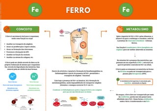 ,
Fe Fe
A atividade da ferroportina é controlada pela
hepcidina - sintetizada no fígado.
ENTRA O2
Fe2+
Fe2+
SAI O2
HEMOGLOBINA
FUNCIONAL
HEMOGLOBINA
IRREGULAR
Fe3+
ENTRA DE O2
IMPOSSIBILITADA
METAHEMMOGLOBINA
COLORAÇÃO MARROM SANGUE
O ferro é um mineral vital para o organismo,
tendo como função no corpo:
Auxiliar no transporte de oxigênio;
Atuar na proliferação e reparo celular;
Atuar na formação dos citocromos;
Favorecer a formação de ATP;
Auxiliar na função da catalase;
Auxiliar na síntese do colágeno, etc.
Após a ingestão do Fe2+ e Fe3+ pelos alimentos, o
mineral vai para o estômago e o duodeno, onde há
a presença do citocromo b duodenal - redutase
férrica.
O ferro pode ser obtido através da dieta ou da
própria reabsorção do mesmo que o organismo
faz, através da degradação das hemácias. Esse
mineral pode ser obtido de duas formas:
Fe Fe
3+ 2+
Ferro não heme (inorgânico) Ferro heme (orgânico)
Abundante nas
proteínas animais.
Abundante nas
proteínas vegetais.
Sua função é transformar o ferro inorgânico em
orgânico para ser melhor absorvido no intestino.
No intestino há a presença dos enterócitos, que
possuem em sua superfície o DMT-1, estrutura na
qual irá permitir a entrada do Fe2+ na célula.
O ferro pode se armazenar no enterócito na forma
de ferritina ou pode ser transportado para o
plasma pela ferroportina (FPT).
No sangue, o ferro deve ser transportado por meio
da trasferrina, porém este não possui tanta
afinidade com o Fe2+. Dessa forma, a hefaestina
oxida o ferro, transformando-o em Fe3+.
Dentro do eritrócito, é possível a formação de Deoxihemoglobina ou
Oxihemoglobina a partir da presença de Fe2+, permitindo o
transporte de oxigênio - funcional.
Caso haja a presença de Fe3+ na hemácia, há a formação da
metahemoglobina, sendo impossibilitada de transportar oxigênio
(vitamina c consegue converter Fe 3+ em 2+).
A molécula 2,3 Disfosfoglicerato quebra a ligação do ferro com o oxigênio
para que este seja liberado para as células.
DMT-1
Ferro férrico Ferro ferroso
Licenciado
para
-
Marcia
-
45148147687
-
Protegido
por
Eduzz.com
 
