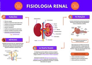 CÁPSULA DE BOWMAN
GLOMÉRULO
TÚBULO CONTORCIDO
PROXIMAL
ARTÉRIA
VEIA
ALÇA DE HENLE
DUCTO COLETOR
TÚBULO
CONTORCIDO DISTAL
Artéria Renal
Cálice
Cápsula Fibrosa
Veia Renal
Ureter
Cápsula
Córtex
Pirâmides Renais
Coluna Renal
Cálice Menor
Néfrons
ARTERÍOLA
AFERENTE
ARTERÍOLA
EFERENTE
GLOMÉRULO
RENAL
CÁPSULA DE
BOWMAN
TUBO
URINÍFERO
FILTRAÇÃO
REABSORÇÃO
EXCREÇÃO
SECREÇÃO
Filtram o sangue
Eliminam substâncias tóxicas pela urina
Auxiliam na homeostase do organismo
Produzem hormônios
Ativam a vitamina D
Auxilia na manutenção da saúde óssea
Mantém o equilíbrio da pressão arterial
Estimulam a produção de hemácias
ERITROPOETINA
A urina é sintetizada através do processo de
filtração do sangue dentro dos glomérulos
renais, localizados no néfron.
Os glomérulos são emaranhados de
capilares sanguíneos.
Unidades funcionais dos rins, responsáveis pela
filtração do sangue e formação da urina. São
formados pelo corpúsculo renal (glomérulo e
cápsula de Bowman) e túbulos renais.
Após chegarem nos néfrons através das
arteríolas aferentes, o sangue passa dos
capilares glomerulares para a cápsula de
Bowman, sendo essa ação denominada como
filtração glomerular.
É o líquido que sai dos capilares e entram na cápsula
glomerular. Contém água e todos os pequenos solutos do
sangue, estando livre de proteínas e células sanguíneas.
Células endoteliais com poros;
Membrana basal com glicoproteínas;
Células podócitas com pedicelos.
BARREIRA DE FILTRAÇÃO
É formado através das diferenças de pressão entre o
glomérulo e a cápsula, sendo eles: pressão hidrostática
sanguínea, pressão coloidosmótica do plasma e a pressão
hidrostática da cápsula.
Licenciado
para
-
Marcia
-
45148147687
-
Protegido
por
Eduzz.com
 