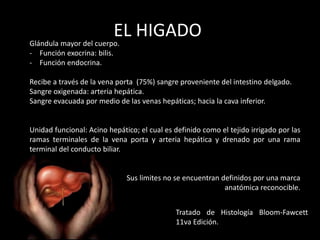 EL HIGADO.Glándula mayor del cuerpo.
- Función exocrina: bilis.
- Función endocrina.
Recibe a través de la vena porta (75%) sangre proveniente del intestino delgado.
Sangre oxigenada: arteria hepática.
Sangre evacuada por medio de las venas hepáticas; hacia la cava inferior.
Unidad funcional: Acino hepático; el cual es definido como el tejido irrigado por las
ramas terminales de la vena porta y arteria hepática y drenado por una rama
terminal del conducto biliar.
Sus limites no se encuentran definidos por una marca
anatómica reconocible.
Tratado de Histología Bloom-Fawcett
11va Edición.
 