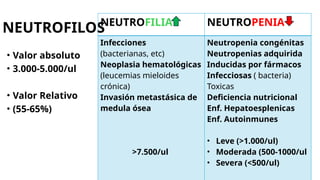 NEUTROFILOS
• Valor absoluto
• 3.000-5.000/ul
• Valor Relativo
• (55-65%)
NEUTROFILIA NEUTROPENIA
Infecciones
(bacterianas, etc)
Neoplasia hematológicas
(leucemias mieloides
crónica)
Invasión metastásica de
medula ósea
>7.500/ul
Neutropenia congénitas
Neutropenias adquirida
Inducidas por fármacos
Infecciosas ( bacteria)
Toxicas
Deficiencia nutricional
Enf. Hepatoesplenicas
Enf. Autoinmunes
• Leve (>1.000/ul)
• Moderada (500-1000/ul
• Severa (<500/ul)
 