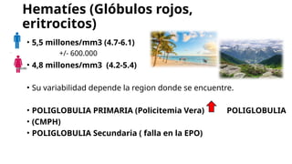 Hematíes (Glóbulos rojos,
eritrocitos)
• 5,5 millones/mm3 (4.7-6.1)
• 4,8 millones/mm3 (4.2-5.4)
• Su variabilidad depende la region donde se encuentre.
• POLIGLOBULIA PRIMARIA (Policitemia Vera) POLIGLOBULIA
• (CMPH)
• POLIGLOBULIA Secundaria ( falla en la EPO)
+/- 600.000
 