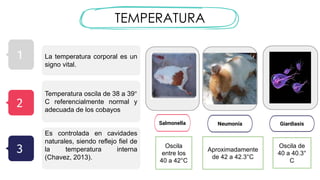 TEMPERATURA
Salmonella Neumonía
Oscila
entre los
40 a 42°C
Aproximadamente
de 42 a 42.3°C
1
2
3
La temperatura corporal es un
signo vital.
Temperatura oscila de 38 a 39°
C referencialmente normal y
adecuada de los cobayos
Es controlada en cavidades
naturales, siendo reflejo fiel de
la temperatura interna
(Chavez, 2013).
Giardiasis
Oscila de
40 a 40.3°
C
 