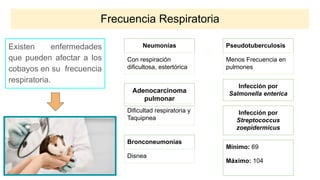 Frecuencia Respiratoria
Existen enfermedades
que pueden afectar a los
cobayos en su frecuencia
respiratoria.
Adenocarcinoma
pulmonar
Neumonías
Con respiración
dificultosa, estertórica
Dificultad respiratoria y
Taquipnea
Bronconeumonías
Disnea
Pseudotuberculosis
Menos Frecuencia en
pulmones
Infección por
Salmonella enterica
Infección por
Streptococcus
zoepidermicus
Mínimo: 69
Máximo: 104
 
