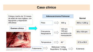 Caso clínico
Cobayo macho de 10 meses
de edad de raza inglesa, con
taquipnea y respiración
dificultosa
Examen clínico
Peso
Frecuencia
Respiratoria
Temperatura
800 g 900 a 1.200 g
120 rpm
148 rpm
aumento a la
manipulación
40 °
Normal
69 a 104 rpm
37,5 a 39,5
Adenocarcinoma Pulmonar
Tratamiento
Meloxican 1ml/kg
Ibuprofeno 10 mg/kg Eutanacia
 