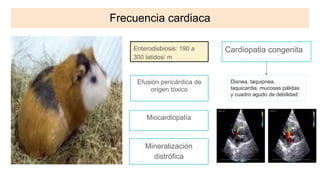 Frecuencia cardiaca
Cardiopatia congenita
Miocardiopatía
Efusión pericárdica de
origen tóxico
Mineralización
distrófica
Disnea, taquipnea,
taquicardia, mucosas pálidas
y cuadro agudo de debilidad
Enterodisbiosis: 190 a
300 latidos/ m
 