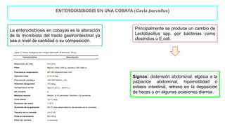 ENTERODISBIOSIS EN UNA COBAYA (Cavia porcellus)
La enterodisbiosis en cobayas es la alteración
de la microbiota del tracto gastrointestinal ya
sea a nivel de cantidad o su composición.
Principalmente se produce un cambio de
Lactobacillus spp. por bacterias como
clostridios o E.coli.
Signos: distensión abdominal, algesia a la
palpación abdominal, hipomotilidad o
estasis intestinal, retraso en la deposición
de heces o en algunas ocasiones diarrea.
 