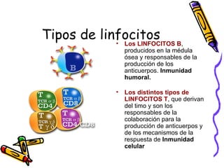 Tipos de linfocitos
• Los LINFOCITOS B,
producidos en la médula
ósea y responsables de la
producción de los
anticuerpos. Inmunidad
humoral.
• Los distintos tipos de
LINFOCITOS T, que derivan
del timo y son los
responsables de la
colaboración para la
producción de anticuerpos y
de los mecanismos de la
respuesta de Inmunidad
celular
 