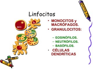 Linfocitos
• MONOCITOS y
MACRÓFAGOS.
• GRANULOCITOS:
– EOSINÓFILOS.
– NEUTRÓFILOS.
– BASÓFILOS.
• CÉLULAS
DENDRÍTICAS
 