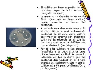 • El cultivo se hace a partir de una
muestra simple de orina (a veces
recogida con sonda).
• La muestra se deposita en un medio
fértil (por eso se llama cultivo)
donde comienzan a crecer las
bacterias.
• Al cabo de unos días se ve cómo va la
siembra. Si han crecido colonias de
bacterias se informa como cultivo
positivo y se informa con exactitud
qué tipo de microbio es el que ha
crecido y cuál es el antibiótico que
puede eliminarlo (antibiograma).
• Por esto los cultivos no son pruebas
inmediatas y se debe esperar unos
días a tener un resultado (a veces la
infección es tan evidente que las
bacterias son visibles en el simple
examen del sedimento, con lo que el
cultivo es sólo para confirmación y
antibiograma).
 