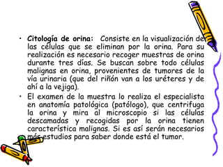 • Citología de orina: Consiste en la visualización de
las células que se eliminan por la orina. Para su
realización es necesario recoger muestras de orina
durante tres días. Se buscan sobre todo células
malignas en orina, provenientes de tumores de la
vía urinaria (que del riñón van a los uréteres y de
ahí a la vejiga).
• El examen de la muestra lo realiza el especialista
en anatomía patológica (patólogo), que centrifuga
la orina y mira al microscopio si las células
descamadas y recogidas por la orina tienen
característica malignas. Si es así serán necesarios
más estudios para saber donde está el tumor.
 