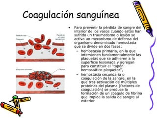 Coagulación sanguínea
• Para prevenir la pérdida de sangre del
interior de los vasos cuando éstos han
sufrido un traumatismo o lesión se
activa un mecanismo de defensa del
organismo denominado hemostasia
que se divide en dos fases:
– hemostasia primaria, en la que
intervienen fundamentalmente las
plaquetas que se adhieren a la
superficie lesionada y agregan
para constituir el "tapón
hemostático plaquetar",
– hemostasia secundaria o
coagulación de la sangre, en la
que tras activación de múltiples
proteínas del plasma (factores de
coagulación) se produce la
formación de un coágulo de fibrina
que impide la salida de sangre al
exterior
 