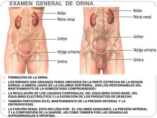 EXAMEN GENERAL DE ORINA
 FORMACION DE LA ORINA
 LOS RIÑONES SON ORGANOS PARES UBICADOS EN LA PARTE ESTRECHA DE LA REGION
DORSAL A AMBOS LADOS DE LA COLUMNA VERTEBRAL, SON LOS RESPONSABLES DEL
MANTENIMIENTO DE LA HOMEOSTASIS COMPRENDIENDO:
 LA REGULACIÓN DE LOS LIQUIDOS CORPORALES, DEL EQUILIBRIO ACIDO-BASE, DEL
EQUILIBRIO ELECTROLÍTICO Y LA EXCRECIÓN DE LOS PRODUCTOS DE DESECHO.
 TAMBIÉN PARTICIPAN EN EL MANTENIMIENTO DE LA PRESIÓN ARTERIAL Y LA
ERITROPOYESIS.
 LA FUNCIÓN RENAL ESTA INFLUIDA POR : EL VOLUMEN SANGUINEO, LA PRESIÓN ARTERIAL
Y LA COMPOSICIÓN DE LA SANGRE, ASI COMO TAMBIÉN POR LAS GRANDULAS
SUPRARRENALES E HIPOFISIS.
 