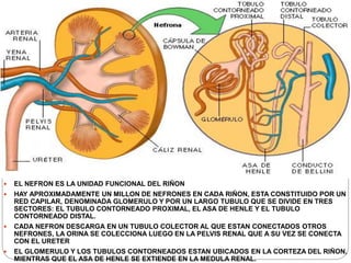  EL NEFRON ES LA UNIDAD FUNCIONAL DEL RIÑON
 HAY APROXIMADAMENTE UN MILLON DE NEFRONES EN CADA RIÑON, ESTA CONSTITUIDO POR UN
RED CAPILAR, DENOMINADA GLOMERULO Y POR UN LARGO TUBULO QUE SE DIVIDE EN TRES
SECTORES: EL TUBULO CONTORNEADO PROXIMAL, EL ASA DE HENLE Y EL TUBULO
CONTORNEADO DISTAL.
 CADA NEFRON DESCARGA EN UN TUBULO COLECTOR AL QUE ESTAN CONECTADOS OTROS
NEFRONES, LA ORINA SE COLECCIONA LUEGO EN LA PELVIS RENAL QUE A SU VEZ SE CONECTA
CON EL URETER
 EL GLOMERULO Y LOS TUBULOS CONTORNEADOS ESTAN UBICADOS EN LA CORTEZA DEL RIÑON,
MIENTRAS QUE EL ASA DE HENLE SE EXTIENDE EN LA MEDULA RENAL.
 
