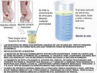  LAS MUESTRAS DE ORINA SON BIOPSIAS LÍQUIDAS DE LOS TEJIDOS DEL TRACTO URINARIO,
RECOLECTADAS EN FORMA INDOLORA QUE PERMITEN TENER INFORMACIÓN RÁPIDA Y
ECONÓMICA.
 RECOLECCIÓN DE LA MUESTRA:
 LA MUESTRA SE RECOGE NORMALMENTE POR MICCIÓN ESPONTANEA, TENER EN CUENTA QUE
SE DEBE RECOGER LA PRIMERA DE LA MAÑANA, EL PACIENTE DEBE LEVANTARSE ASEARSE MUY
BIEN LOS GENITALES Y EN UN RECIPIENTE ESTÉRIL RECOGER LA MICCIÓN INTERMEDIA.
 ULTIMAMENTE SE ESTA UTILIZANDO EL ESTUDIO DEL PARCIAL DE ORINA FRACCIONADO QUE
CONSISTE EN PEDIR AL PACIENTE QUE RECOJA LA 1ª ORINA DE LA MAÑANA FRACCIONADA EN 3
MUESTRAS QUE DEBEN LLEGAR AL LABORATORIO CORRECTAMENTE MARCADAS: FRACCIÓN I, II
Y III, ESTE TIPO DE EXAMEN ES PRINCIPALMENTE PARA DESCARTAR HEMATÚRIAS.
 CUANDO SE PRESENTA HEMOGLOBINA EN LA FRACCIÓN I INDICA SANGRADO A NIVEL URETRAL,
SI HAY HEMOGLOBINA EN LAS 3 FRACCIONES EL SANGRADO ES A NIVEL RENAL, PERO SI SOLO
SE ENCUENTRA HEMOGLOBINA EN LA MUESTRA III EL SANGRADO ES VESICAL.
 