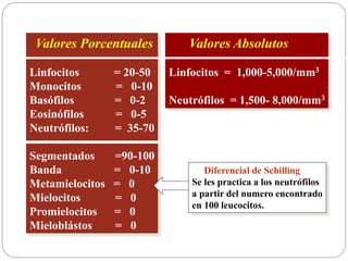 Valores Porcentuales
Linfocitos = 20-50
Monocitos = 0-10
Basófilos = 0-2
Eosinófilos = 0-5
Neutrófilos: = 35-70
Segmentados =90-100
Banda = 0-10
Metamielocitos = 0
Mielocitos = 0
Promielocitos = 0
Mieloblástos = 0
Valores Absolutos
Linfocitos = 1,000-5,000/mm3
Neutrófilos = 1,500- 8,000/mm3
Diferencial de Schilling
Se les practica a los neutrófilos
a partir del numero encontrado
en 100 leucocitos.
 