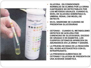  GLUCOSA : EN CONDICIONES
NORMALES SE ELIMINA POR LA ORINA
CANTIDADES NO DETECTABLES POR
LOS MÉTODOS USUALES, CUANDO EL
NIVEL DE GLUCOSA SOBREPASA EL
UMBRAL RENAL (180 MG/DL) SE
DETECTA
 EN EL SINDROME DE CUSHING SE
PRESENTAN GLUCOSURIAS
 CETONAS : CUANDO EL METABOLISMO
HEPÁTICO SE ACELERA POR
CARENCIAS DE GLUCOCIDOS, EXCESO
DE GRASAS O EN DIABETES, LOS
CUERPOS CETONICOS APARECEN EN
ABUNDANCIA EN LA ORINA Y SANGRE.
 LA PRUEBA SE BASA EN LA REACCIÓN
DEL ÁCIDO ACETOACETICO CON EL
NITRAPRUSIATO.
 LA PRESENCIA AUMENTADA DE
CETONAS Y GLUCOSA SE PRESENTA EN
UNA ACIDOSIS DIABÉTICA.
 