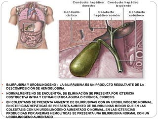  BILIRRUBINA Y UROBILINOGENO : LA BILIRRUBINA ES UN PRODUCTO RESULTANTE DE LA
DESCOMPOSICIÓN DE HEMOGLOBINA.
 NORMALMENTE NO SE ENCUENTRA, SU ELIMINACIÓN SE PRESENTA POR ICTERICIA
OBSTRUCTIVA INTRA Y EXTRAHEPATICA AGUDA O CRÓNICA, CIRROSIS.
 EN COLESTASIS SE PRESENTA AUMENTO DE BILIRRUBINAS CON UN UROBILINOGENO NORMAL,
EN ICTERICIAS HEPÁTICAS SE PRESENTA AUMENTO DE BILIRRUBINAS MENOR QUE EN LAS
COLESTASIS CON UN UROBILINOGENO AUMENTADO O NORMAL, EN LAS ICTERICIAS
PRODUCIDAS POR ANEMIAS HEMOLÍTICAS SE PRESENTA UNA BILIRRUBINA NORMAL CON UN
UROBILINOGENO AUMENTADO
 