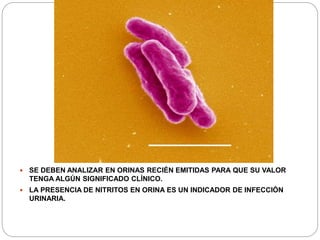  SE DEBEN ANALIZAR EN ORINAS RECIÉN EMITIDAS PARA QUE SU VALOR
TENGA ALGÚN SIGNIFICADO CLÍNICO.
 LA PRESENCIA DE NITRITOS EN ORINA ES UN INDICADOR DE INFECCIÓN
URINARIA.
 