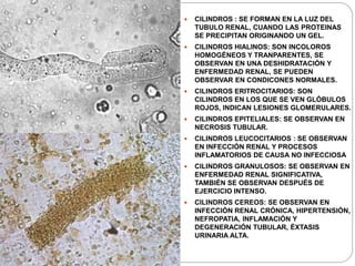  CILINDROS : SE FORMAN EN LA LUZ DEL
TUBULO RENAL, CUANDO LAS PROTEINAS
SE PRECIPITAN ORIGINANDO UN GEL.
 CILINDROS HIALINOS: SON INCOLOROS
HOMOGÉNEOS Y TRANPARENTES, SE
OBSERVAN EN UNA DESHIDRATACIÓN Y
ENFERMEDAD RENAL, SE PUEDEN
OBSERVAR EN CONDICONES NORMALES.
 CILINDROS ERITROCITARIOS: SON
CILINDROS EN LOS QUE SE VEN GLÓBULOS
ROJOS, INDICAN LESIONES GLOMERULARES.
 CILINDROS EPITELIALES: SE OBSERVAN EN
NECROSIS TUBULAR.
 CILINDROS LEUCOCITARIOS : SE OBSERVAN
EN INFECCIÓN RENAL Y PROCESOS
INFLAMATORIOS DE CAUSA NO INFECCIOSA
 CILINDROS GRANULOSOS: SE OBSERVAN EN
ENFERMEDAD RENAL SIGNIFICATIVA,
TAMBIÉN SE OBSERVAN DESPUÉS DE
EJERCICIO INTENSO.
 CILINDROS CEREOS: SE OBSERVAN EN
INFECCIÓN RENAL CRÓNICA, HIPERTENSIÓN,
NEFROPATIA, INFLAMACIÓN Y
DEGENERACIÓN TUBULAR, ÉXTASIS
URINARIA ALTA.
 