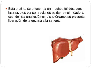  Esta enzima se encuentra en muchos tejidos, pero
las mayores concentraciones se dan en el hígado y,
cuando hay una lesión en dicho órgano, se presenta
liberación de la enzima a la sangre.
 