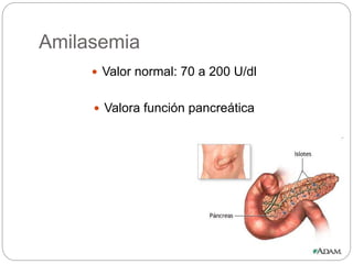 Amilasemia
 Valor normal: 70 a 200 U/dl
 Valora función pancreática
 
