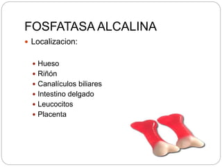 FOSFATASA ALCALINA
 Localizacion:
 Hueso
 Riñón
 Canalículos biliares
 Intestino delgado
 Leucocitos
 Placenta
 
